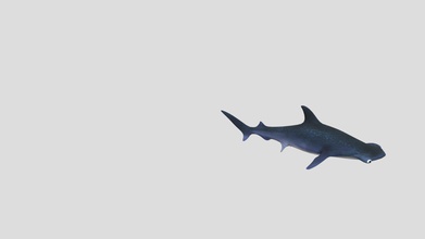tubarão 07 - pintura de texturas download grátis modelo 3d tamirshm 8c57c95 de-07 3d print model - Mito3D