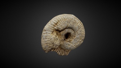 shell fossil - download free 3d model anna zuber aniazu cd1d6c3 3d print model - Mito3D