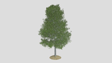 shingle oak tree - buy royalty free 3d model datec studio 3fee39e 3d print model - Mito3D