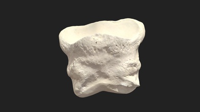 corto del carpo huesos os coronale pony - modelo 3d vetanatmunich 69d05e5 derecho cronale 24x17x21mm escaneada artec micro estructurada escáner de luz 3d print model - Mito3D