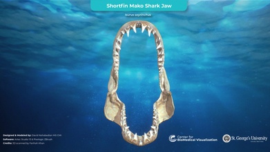 aleta corta mako tiburón mandíbula 3d escanear modelo centrar biomédico visualización sgu sgumedart e525571 3d print model - Mito3D