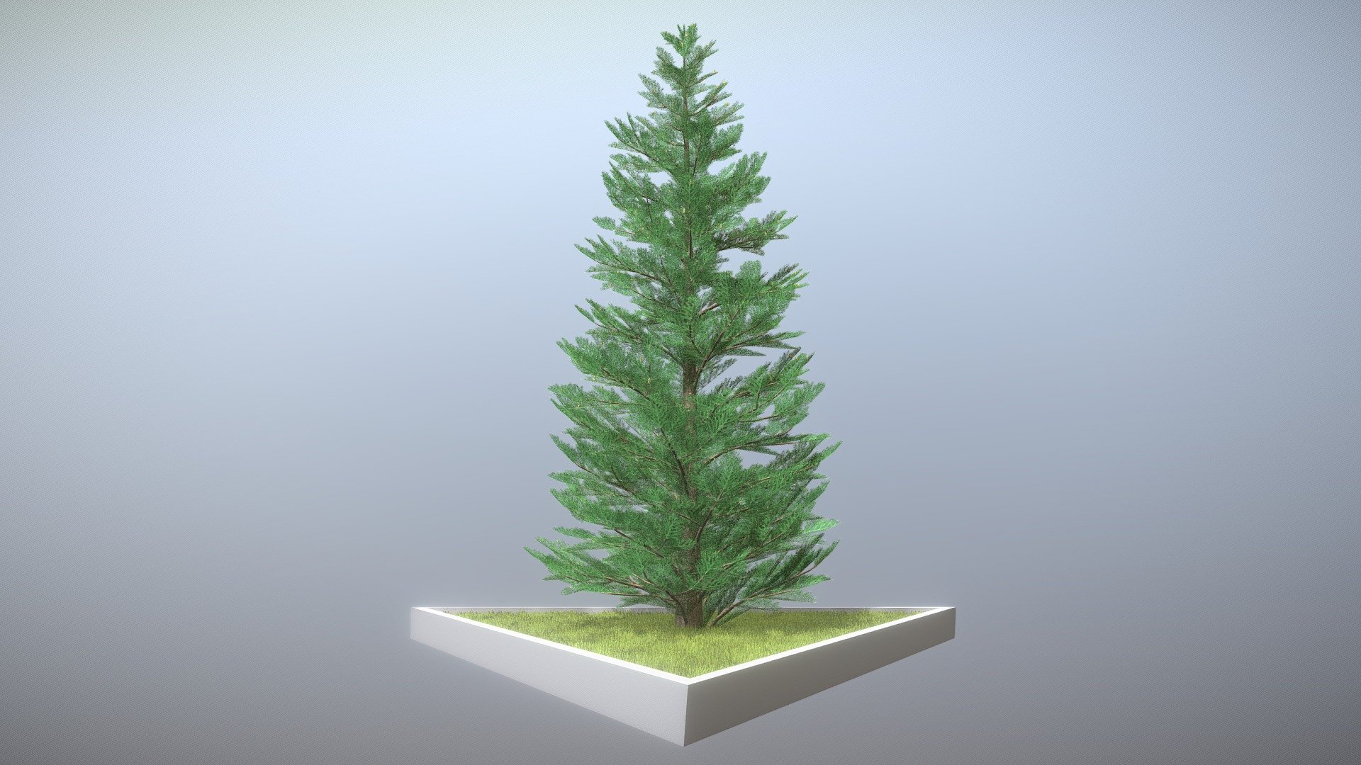 plata abeto 20m versión comprar realeza gratis 3d modelo vis all arboles árbol planta maceta bosque césped exterior pino real hojas perennes naturaleza conífera 3dhaupt 3D print model - Mito3D