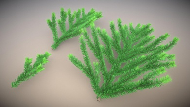 silver fir branches high-poly - buy royalty free 3d model vis-all-3d vis-all plant pine christmas evergreen branch vegetation nature background needle spruce conifer 3dhaupt 3d print model - Mito3D