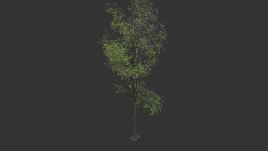 simple arbre à acheter des redevances gratuit modèle 3d de paul bourke pbourke f293d36 d'arbre remplacer la feuille d'écorce texture couleur - 3d print model - Mito3D