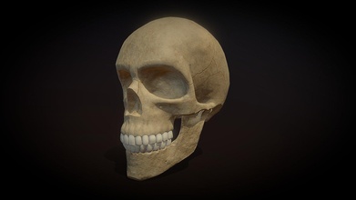 skull - 3d model karma aurel91 4de7700 3d print model - Mito3D