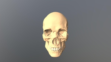 cranio 3d modello maur cio registrato 75d017b 3d print model - Mito3D