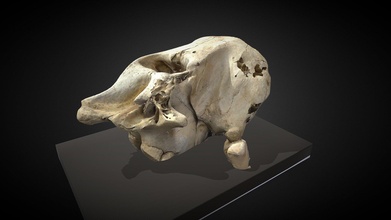 crâne 3d modèle Moshe chien Mosheca 4c8ecd0 3d print model - Mito3D