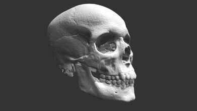crâne acheter royalties libre 3d modèle Paul bourke Pbourke OS archéologie Humain 3d print model - Mito3D