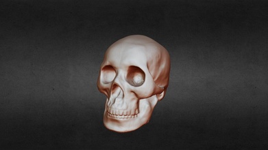 skull - download free 3d model thunk3dscanner ec0570b 3d print model - Mito3D
