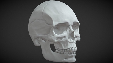skull high poly - buy royalty free 3d model rui barbosa ruibarbosaart 42c075d 3d print model - Mito3D