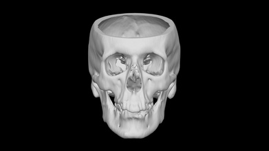 skull male 50yo - download free 3d model terrie simmons-ehrhardt terrielsimmons 47ab20f 3d print model - Mito3D