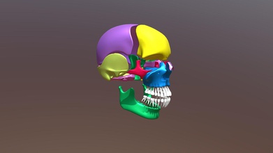 skull parts colors - buy royalty free 3d model flarar eee6c90 3d print model - Mito3D