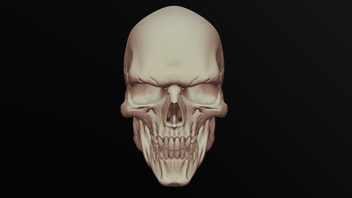 crâne sculpter acheter royalties libre 3d modèle zstuff rumpelstiltskin cdb40bf 3d print model - Mito3D