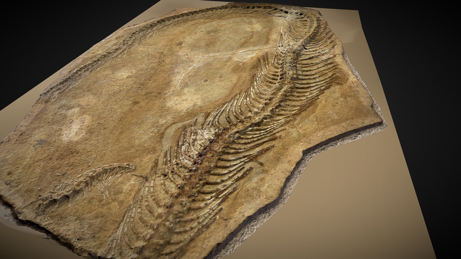 snake fossil - 3d model moshe caine mosheca 024ec61 3D print model - Mito3D