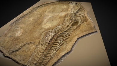 serpente fossile 3d modello moshe cane mosheca 024ec61 3d print model - Mito3D