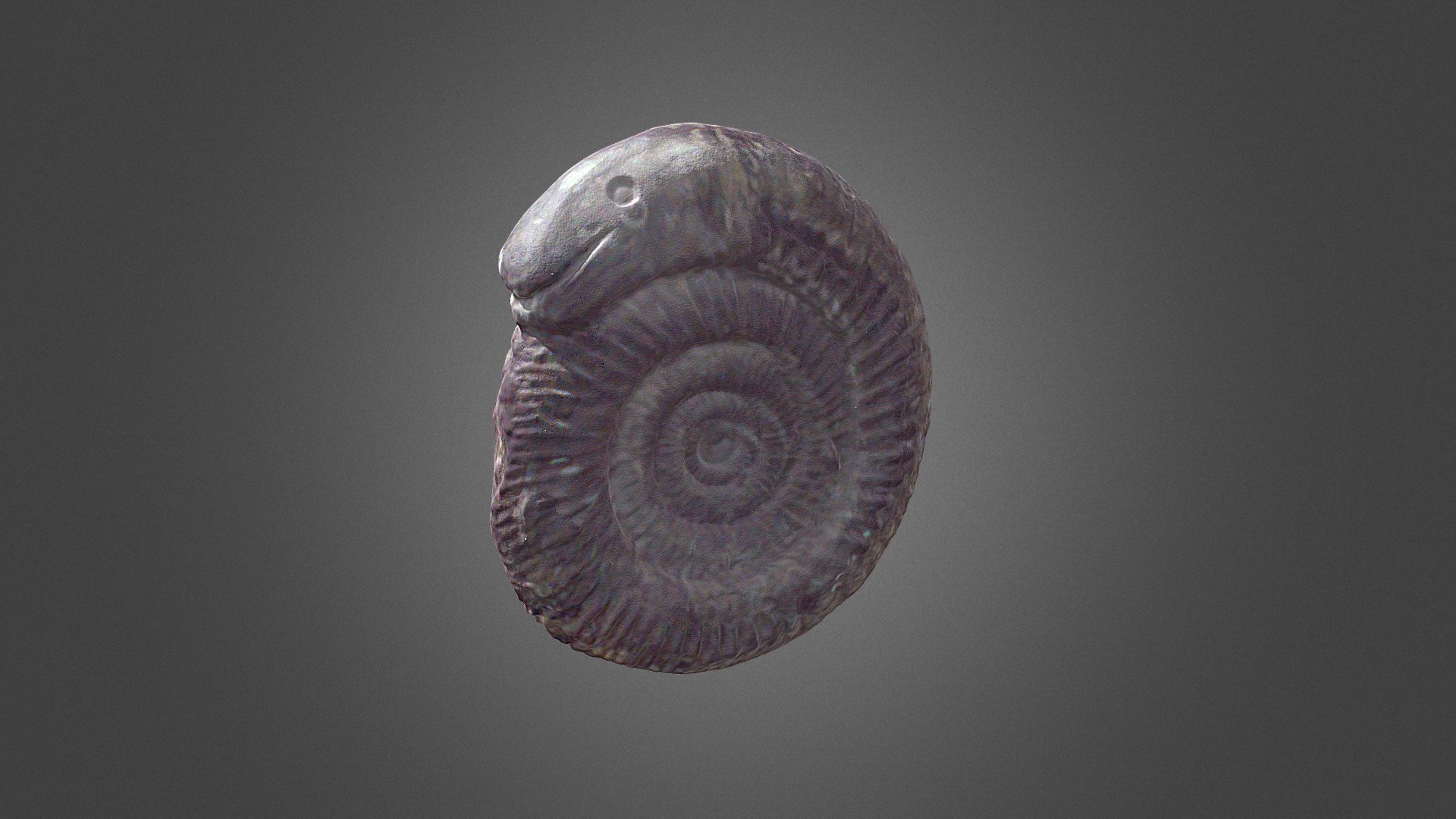 snake stone dactylioceras commune - download free 3d model museo uv historia natural muvhn 54c908d 3D print model - Mito3D