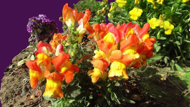 snapdragons - 3d model john toeppen e2b76b2 rembrant mix snapdragon seeds family group have these reds oranges yellows look so good under natural light had shoot them see they would if done right slight wind movement made questionable start but looks possible luck planning methods share less than perfect models because want view my own test easily also others might fun like too take up notch themselves 3d print model - Mito3D