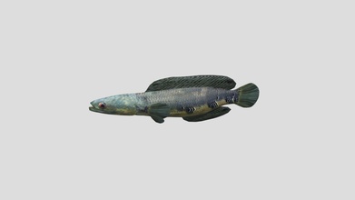 sneakhead pesce acquistare royalty gratuito 3d modello rmilushev a271762 3d print model - Mito3D