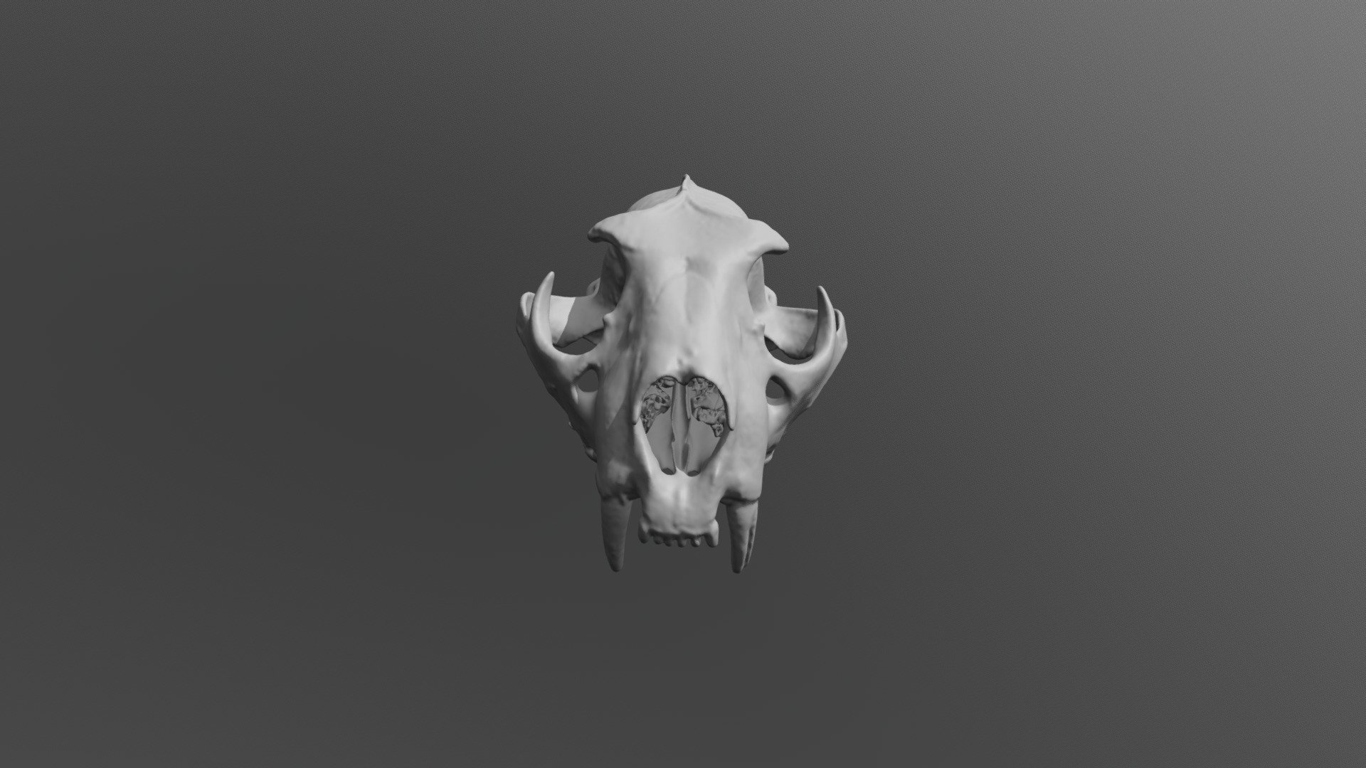 snow leopard skull - buy royalty free 3d model valchanov ct 3D print model - Mito3D