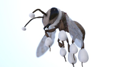 blanco como la nieve chokorat abeja - modelo 3d boycraft 4034eb4 mi original de insectos gracias 3d print model - Mito3D