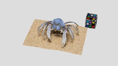 soldier crab mictyris guinotae - download free 3d model ffishasia floraziacom ffishasia-and-florazia 24c2366 3d print model - Mito3D
