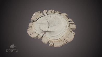 solomon creek tree cookie - 3d model royal alberta museum royalalbertamuseum fc51073 spruce dated 4 300 years old recovered hinton area after nearby changed course during flooding exposing several logs along newly carved stream bank cracking seen specimen actually due drying collection new methods eg freeze being investigated dry remaining samples counts rings indicate 200 died deposited dendrochronology study not only used assist aging trees but understand past growing environmental conditions identify events calibrate radiocarbon dates more oh wonders 3d print model - Mito3D