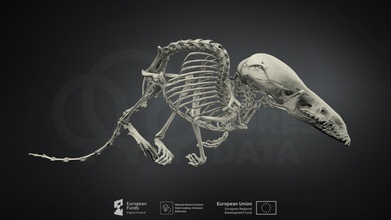 sorex minutus eurasiático pigmeu megera baixar livre 3d modelo mamífero instituto Polônia mammalresearchinstitutepas a179bb6 3d print model - Mito3D
