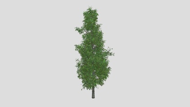 legno acido albero acquistare royalty gratuito 3d modello datec studio 0a16747 3d print model - Mito3D