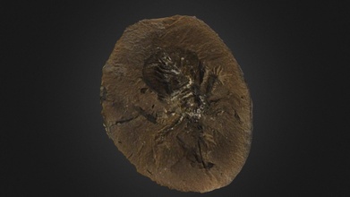 spider fossil 300 years - 3d model fossils conqueror78 b5c0b9a 3d print model - Mito3D