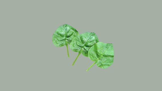 spinach - buy royalty free 3d model 3dlowpoly plant plants leaf herb farm popeye vegetable vegetables lowpoly poly gameready espinaca 3d print model - Mito3D