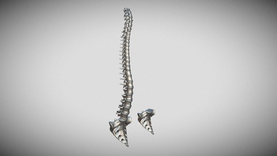 coluna sacro 3d impressão modelo Comprar realeza livre corrida espartana anatomia biologia Ciência vértebra vertebral cervical espinhal neurocirurgia espinha dorsal escoliose humano ossos 3d print model - Mito3D