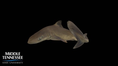 spiny dogfish - squalus acanthias 3d model mtsuichthyology b64b5c6 specimen biol 4220 5220 scanned using artec space spider dr j arbour chondrichthyes elasmobranchii squaliformes squalidae darker patches fins due scanning difficulty 3d print model - Mito3D
