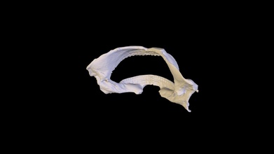 spiny dogfish jaw - 3d model jw2021 d1be3f5 3d print model - Mito3D