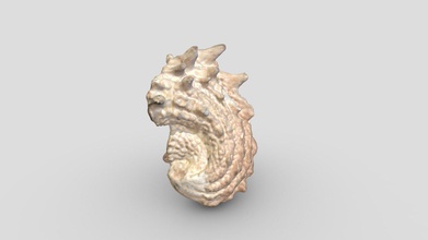 stachelig jewel box clam-shell - download Kostenlose 3d-Modell risd Natur-Labor risdnaturelab 10e021b arcinella Beitritt 1817 stacheligen 3d print model - Mito3D