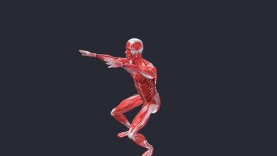 squat animation anatomy male muscle riged - buy royalty free 3d model flarar 3e07457 3d print model - Mito3D