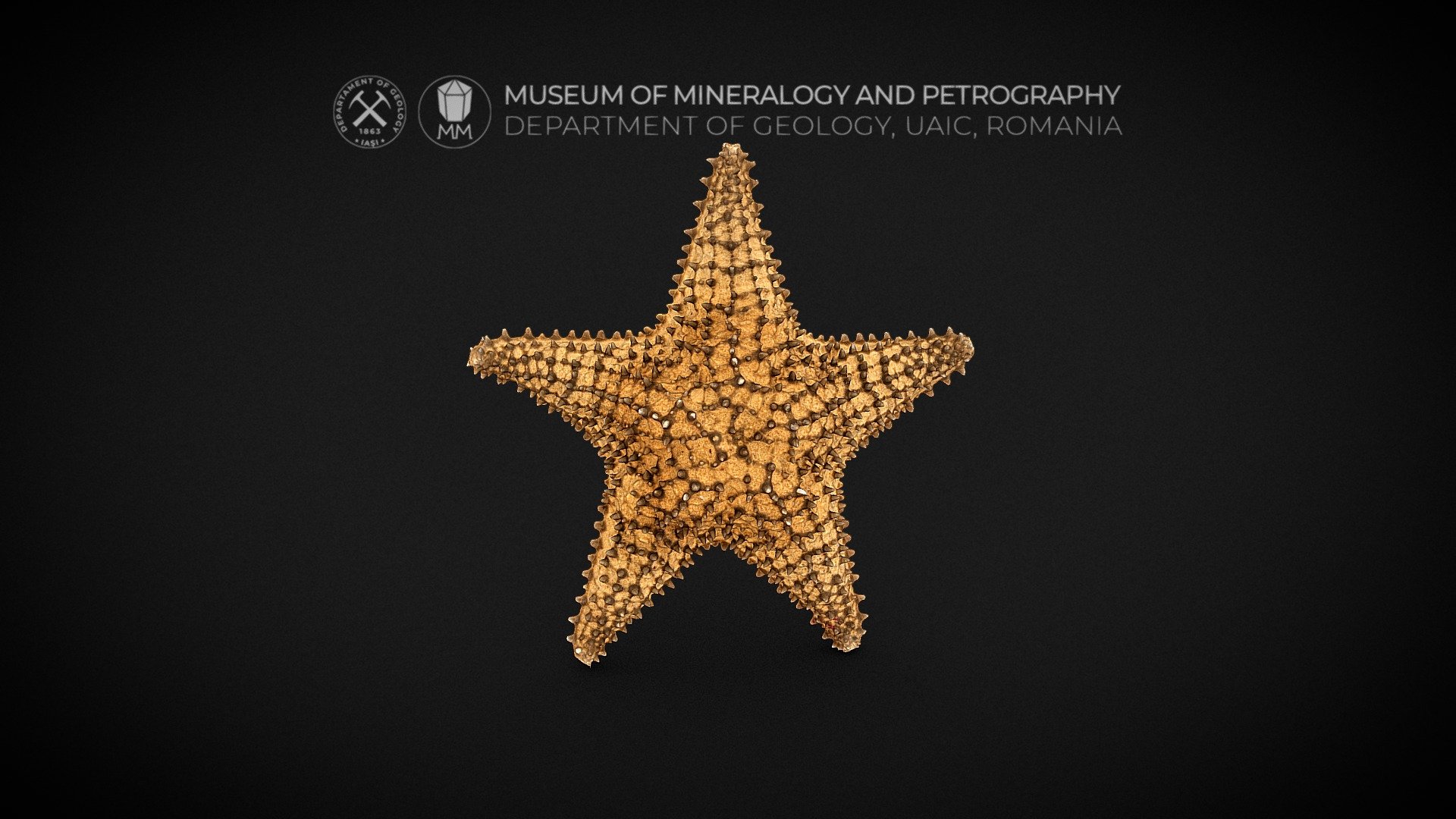 starfish sea star - 3d model museum mineralogy petrography uaic mineralogypetrographymuseum f7f207a 3D print model - Mito3D