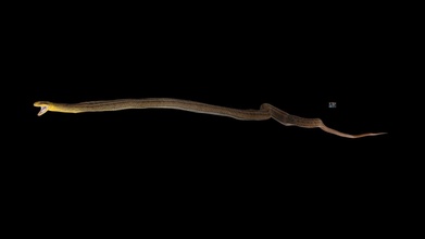 listrado serpente Elaphe quadrivirgata baixar livre 3d modelo ffishasia floraziacom and florazia c7794ef 3d print model - Mito3D