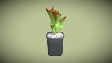 sun pitchers heliamphora - buy royalty free 3d model blenduffo ae098d4 3d print model - Mito3D