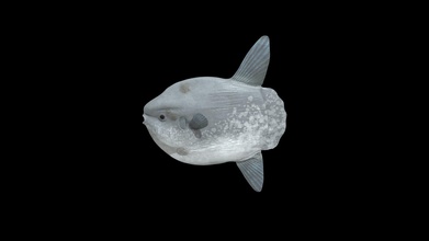 sunfish - 3d model virtual zoo thevirtualzoo a63bd54 testing sketchfab first upload collection am doing wwworejademarcom 3d print model - Mito3D