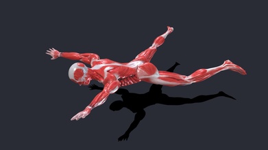 swimming animation anatomy male muscle riged - buy royalty free 3d model flarar f388dc5 3d print model - Mito3D
