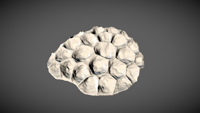 tabulate coral michelinia megastoma - download free 3d model eddylab uliege 65a8193 3d print model - Mito3D