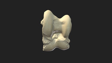 talus cow - 3d model vetanatmunich 922e9ab right bovine tarsus also called bone ankle astralagus size specimen 76 x 50 39 mm scanning performed structured light scanner artec space spider 3d print model - Mito3D