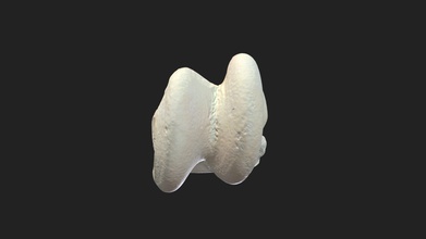 talus horse - 3d model vetanatmunich 0eb1b64 right equine tarsus also called ankle bone astralagus size specimen 75 x 62 58 mm scanning performed structured light scanner artec space spider 3d print model - Mito3D