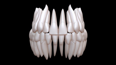 dents 3d impression modèle acheter royalties libre criismora dcca1cb vray dent imprimable canin molaire prémolaire prêt imprimer incisif 3dsmax 3d print model - Mito3D