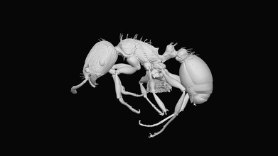 tetramorium immigrans - 3d model economolab arilab f30fd41 santschi 1927 pavement ant native europe but introduced pest united states collected san francisco located oist casent0317570 3d print model - Mito3D