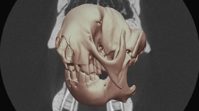 three-toed sloth bradypus variegatus - buy royalty free 3d model norsk remote sensing mammal ct natural museum nature amnh toed skull scan 3d print model - Mito3D