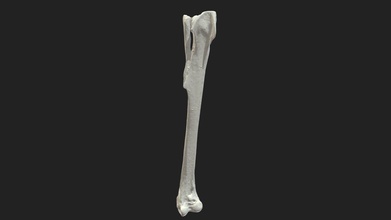 tibiotarsal osso tibiotarsus piccione - scarica gratis 3d modello vetanatmunich 638c161 diritto dimensione del campione di 60 x 4 3 mm scansione eseguita a luce strutturata scanner artec micro 3d print model - Mito3D