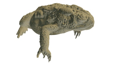 toad - high resolution ct scan download free 3d model havenmetrology havenkeith 13abeb1 haven metrology used their nikon x-ray scanner acquire water tight file antlion due size limiations upload does not include internal geometry information like skeleton lungs able viewed our website more samples imaging visit virtual zoo http wwwhavenmetrologycom virtualzoo 3d print model - Mito3D