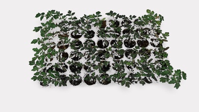 tomato big seedlings growth screening - 3d model phenospex nl f4d2f87 3d print model - Mito3D
