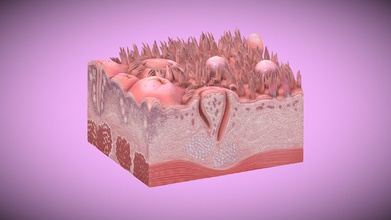 tongue section - buy royalty free 3d model novaky 25957d3 performed treat diseases conditions same include base colour 10241024 bump map hope you like thanks visit kindly check my channel more models following link https sketchfabcom 3d print model - Mito3D